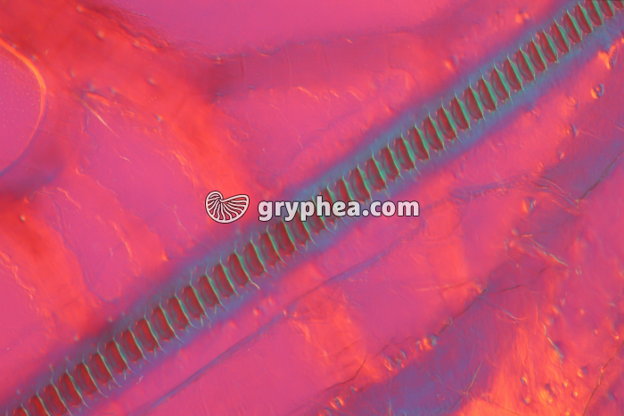 Grillon - Râpe sur élytre de grillon mâle (Grillus campestris) x25 - gryphea.com